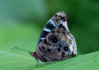 The butterfly Eunica volumna photographed in Ecuador