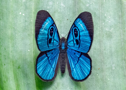 The butterfly Mesosemia loruhama photographed in Ecuador
