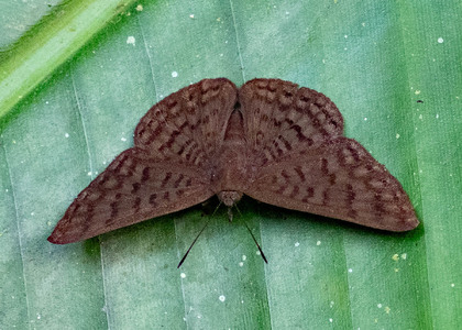 The butterfly Emesis ocypore photographed in Ecuador