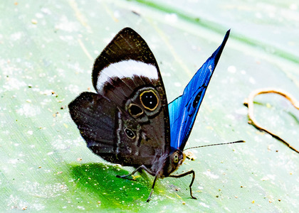 The butterfly Mesosemia loruhama photographed in Ecuador