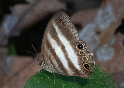 The butterfly Pareuptychia ocirrhoe photographed in Las Minas, Misahualli,,Ecuador