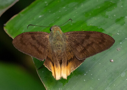 The butterfly Telegonus anausis annetta photographed in Ecuador