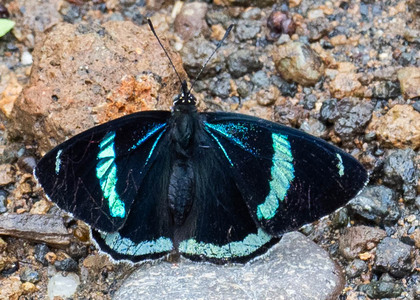 The butterfly Diaethria clymena peruviana photographed in Ecuador