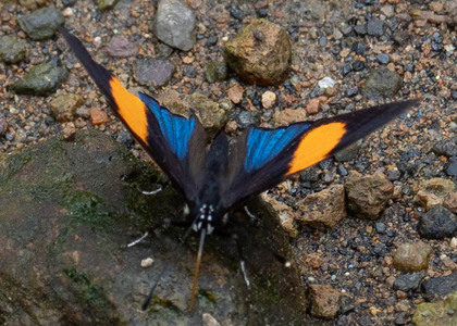 The butterfly Catagramma tolima photographed in Ecuador
