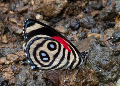 The butterfly Catagramma hystaspes zelphanta photographed in Ecuador
