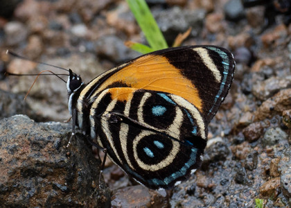 The butterfly Catagramma tolima photographed in Ecuador