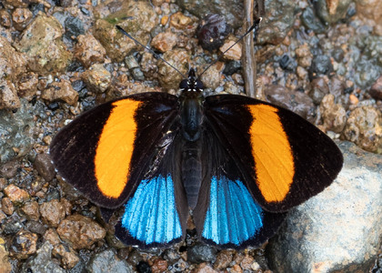 The butterfly Catagramma tolima photographed in Ecuador