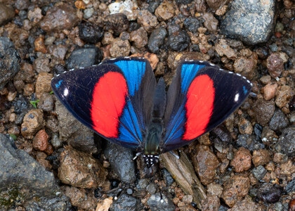 The butterfly Catagramma hystaspes zelphanta photographed in Ecuador