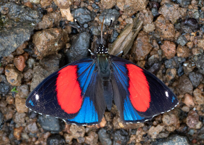 The butterfly Catagramma hystaspes zelphanta photographed in Ecuador
