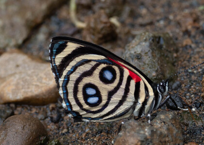 The butterfly Catagramma hystaspes photographed in Ecuador