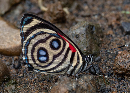 The butterfly Catagramma hystaspes zelphanta photographed in Ecuador