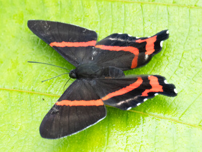 The butterfly Ancyluris aulestes photographed in Ecuador