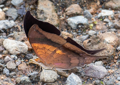The butterfly Marpesia furcula photographed in Ecuador