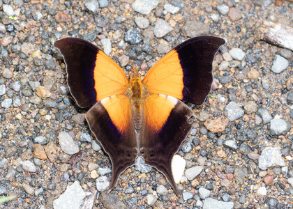 The butterfly Marpesia furcula photographed in Ecuador
