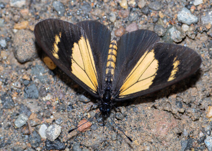 The butterfly Actinote alcione alcione photographed in near Guamani,South America