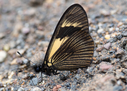 The butterfly Actinote alcione alcione photographed in Ecuador