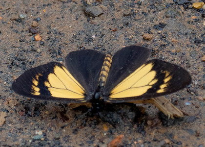 The butterfly Actinote alcione alcione photographed in Ecuador