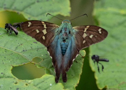 The butterfly Urbanus proteus photographed in near Guamani,Ecuador