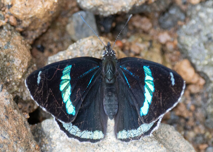 The butterfly Diaethria clymena peruviana photographed in near Guamani,Ecuador