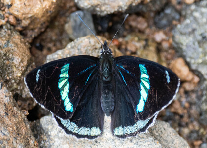 The butterfly Diaethria clymena peruviana photographed in Ecuador
