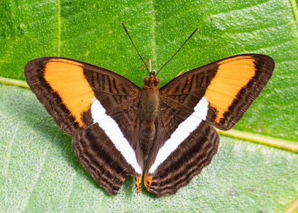 The butterfly Adelpha cytherea daguana photographed in Ecuador