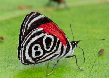 The butterfly Diaethria clymena peruviana photographed in Ecuador