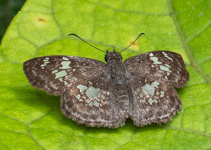 The butterfly Xenophanes tryxus photographed in Ecuador