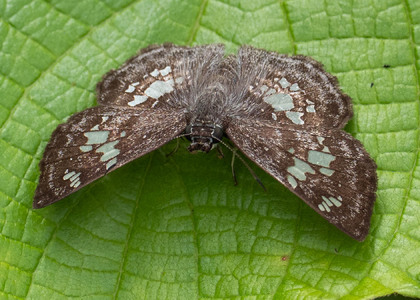 The butterfly Xenophanes tryxus photographed in Ecuador