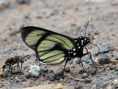 The butterfly Chloeria psittacina photographed in near Guamani,Ecuador
