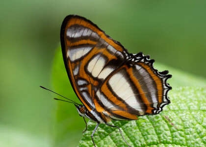 The butterfly Metamorpha elissa photographed in near Guamani,Ecuador
