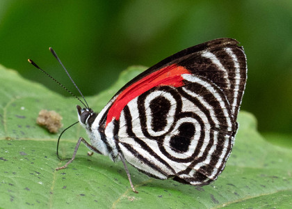 The butterfly Diaethria clymena peruviana photographed in Ecuador