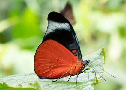 The butterfly Panacea prola amazonica photographed in Ecuador