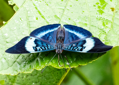 The butterfly Panacea prola amazonica photographed in Ecuador