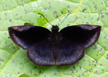 The butterfly Anastrus meliboea photographed in Ecuador