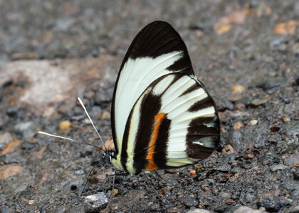 The butterfly Perrhybris pamela photographed in Ecuador