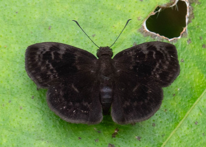 The butterfly Quadrus fridericus photographed in Ecuador