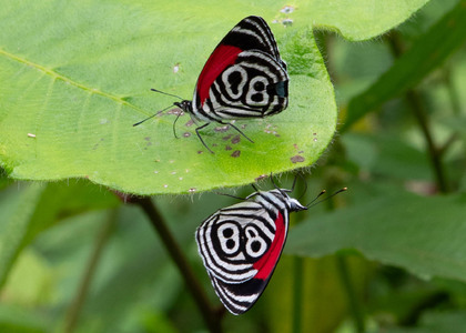 The butterfly Diaethria clymena peruviana photographed in Ecuador