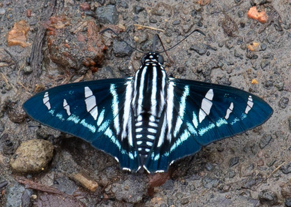 The butterfly Jemadia albescens photographed in near Guamani,Ecuador