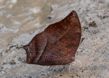 The butterfly Fountainea eurypyle photographed in near Guamani, Ecuador