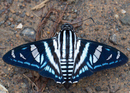 The butterfly Jemadia menechmus menechmus photographed in near Guamani,Ecuador