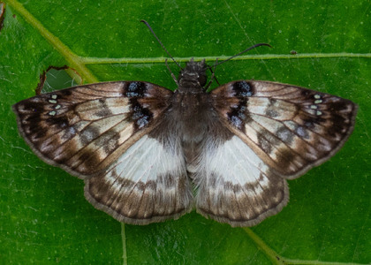 The butterfly Mylon illineatus illineatus photographed in Ecuador