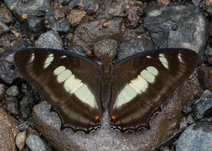 The butterfly Metamorpha elissa photographed in Ecuador