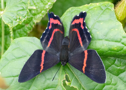 The butterfly Ancyluris aulestes photographed in Ecuador