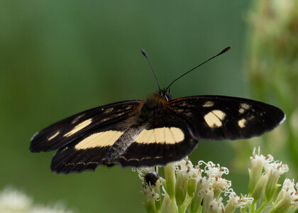 The butterfly Eresia clio clio photographed in Ecuador