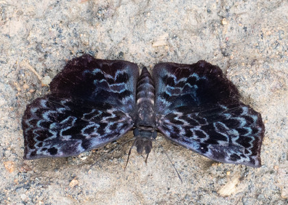 The butterfly Cycloglypha thrasibulus thrasibulus photographed in Ecuador