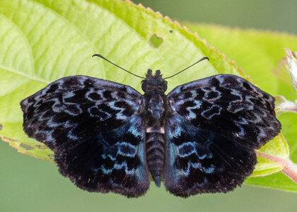 The butterfly Cycloglypha thrasibulus thrasibulus photographed in Ecuador