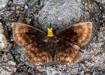 The butterfly Bolla cupreiceps photographed in Ecuador