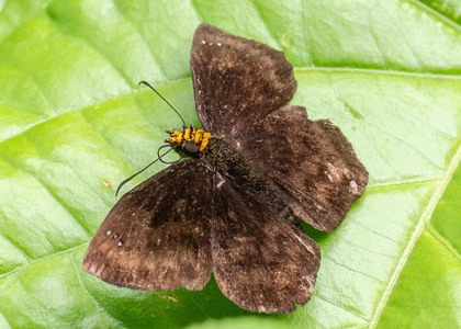 The butterfly Bolla cupreiceps photographed in Ecuador