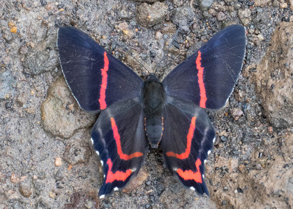 The butterfly Ancyluris aulestes photographed in Ecuador