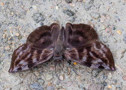 The butterfly Ebrietas badia photographed in Ecuador